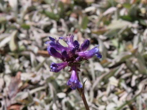 Penstemon procerus