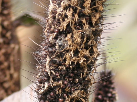 Pennisetum glaucum cv. Purple Majesty