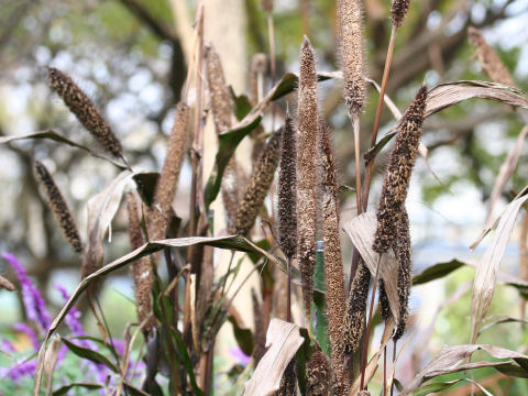 Pennisetum glaucum cv. Purple Majesty