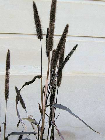 Pennisetum glaucum cv. Purple Majesty