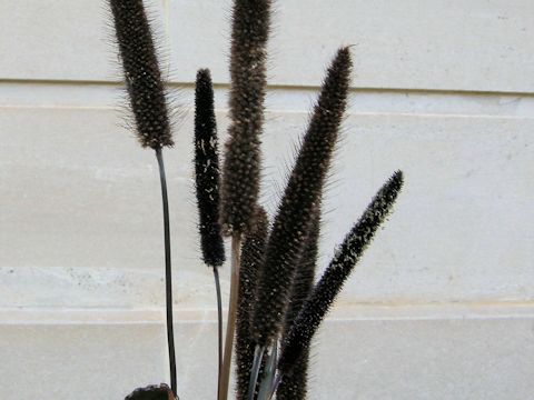 Pennisetum glaucum cv. Purple Majesty