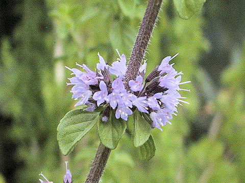 Mentha pulegium