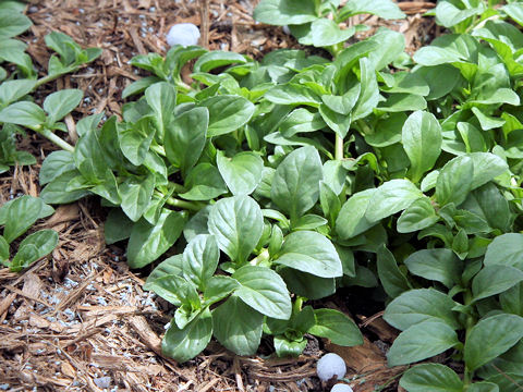 Mentha pulegium