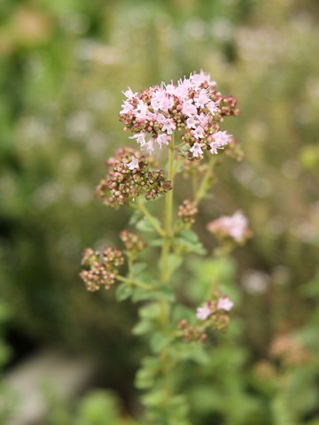 Mentha pulegium