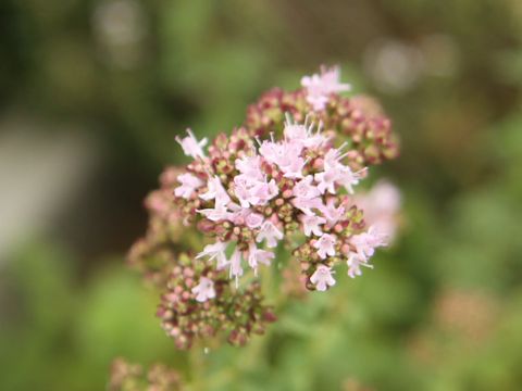 Mentha pulegium