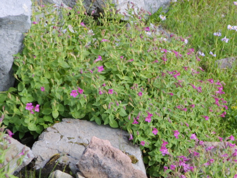 Penstemon rupicola