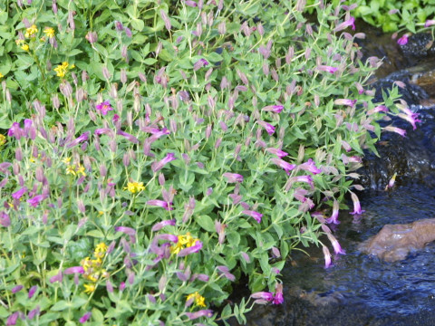 Penstemon rupicola