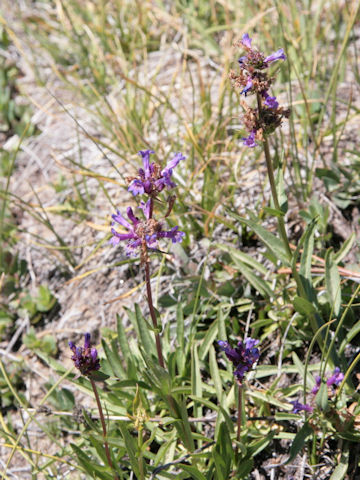 Penstemon rydbergii