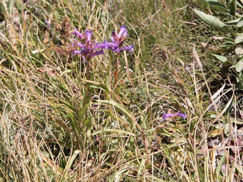 Penstemon rydbergii