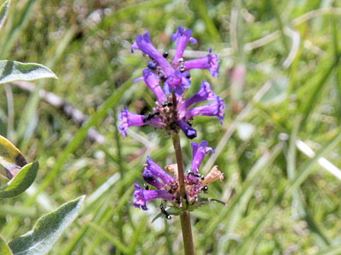 Penstemon rydbergii