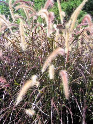 Pennisetum setaceum cv. Rubrum