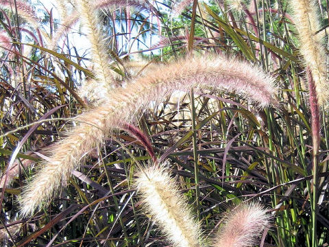 Pennisetum setaceum cv. Rubrum