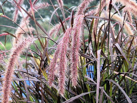 Pennisetum setaceum cv. Rubrum