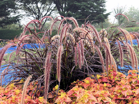 Pennisetum setaceum cv. Rubrum