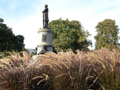 Pennisetum setaceum