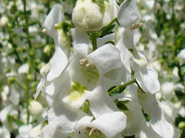 Penstemon sp.