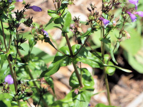 Penstemon sp.