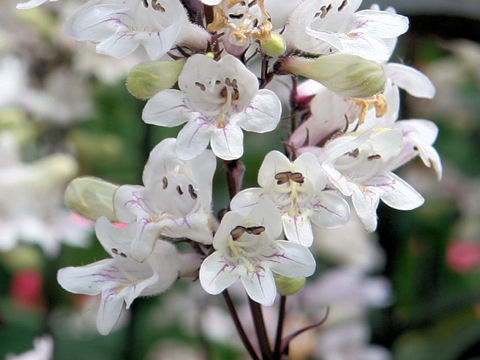 Penstemon sp.