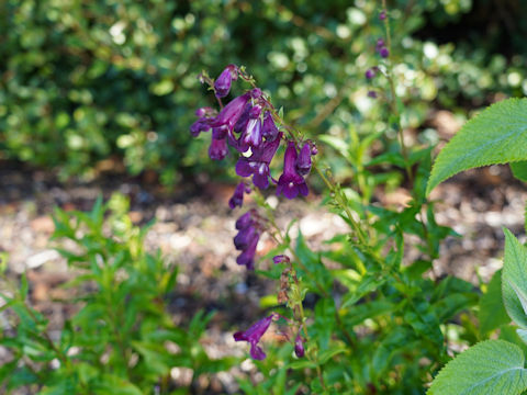 Penstemon sp.