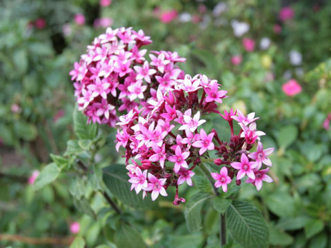 Pentas lanceolata