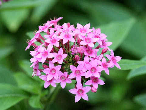 Pentas lanceolata