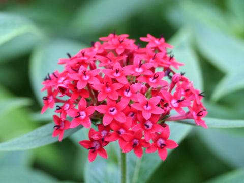 Pentas lanceolata