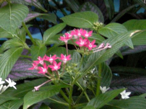 Pentas lanceolata