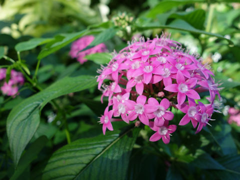 Pentas lanceolata