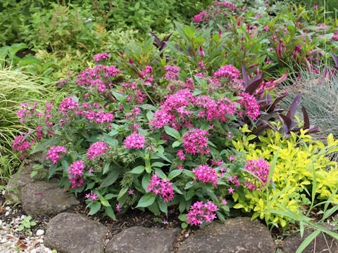 Pentas lanceolata