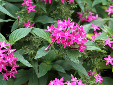 Pentas lanceolata