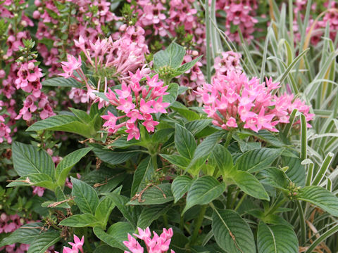 Pentas lanceolata