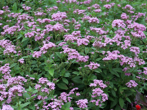 Pentas lanceolata