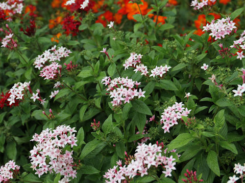 Pentas lanceolata