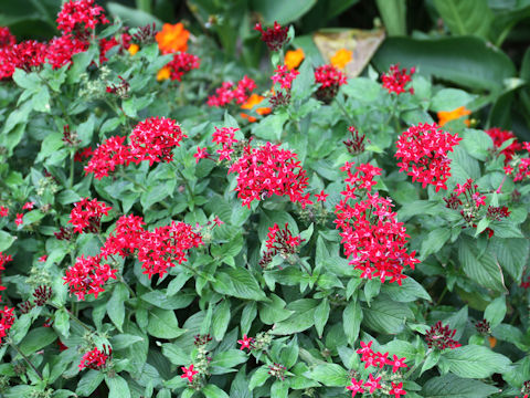 Pentas lanceolata