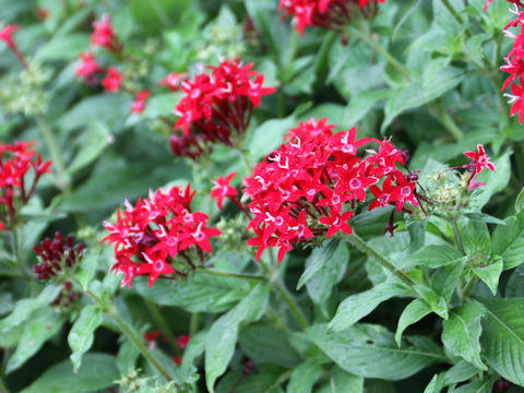 Pentas lanceolata