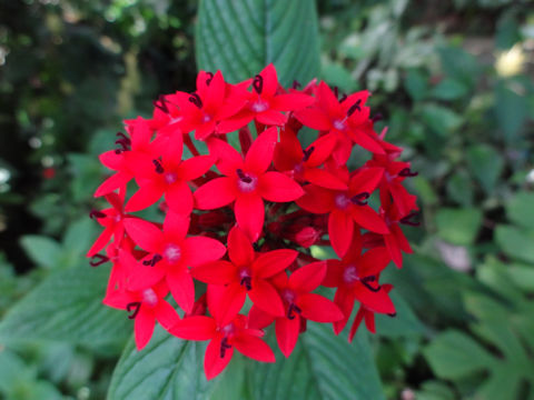 Pentas lanceolata