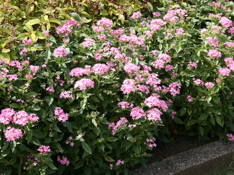 Pentas lanceolata