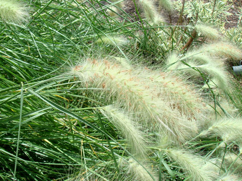 Pennisetum villosum