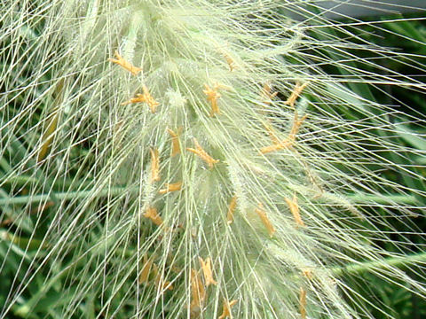 Pennisetum villosum