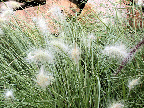 Pennisetum villosum