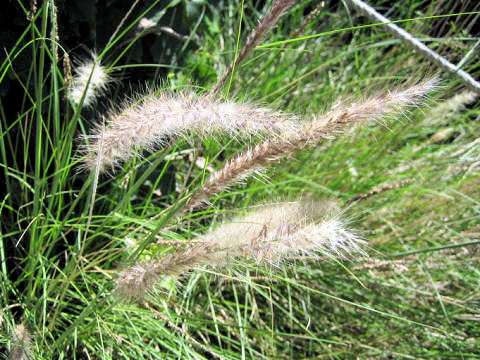 Pennisetum villosum