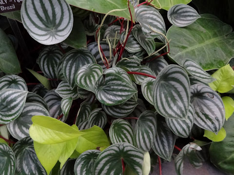 Peperomia argyreia