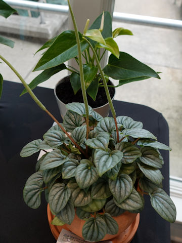 Peperomia caperata cv. Frost