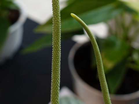 Peperomia caperata cv. Frost