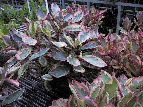 Peperomia clusiifolia