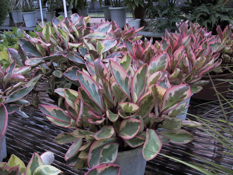 Peperomia clusiifolia