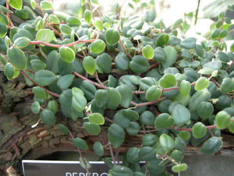 Peperomia sp.