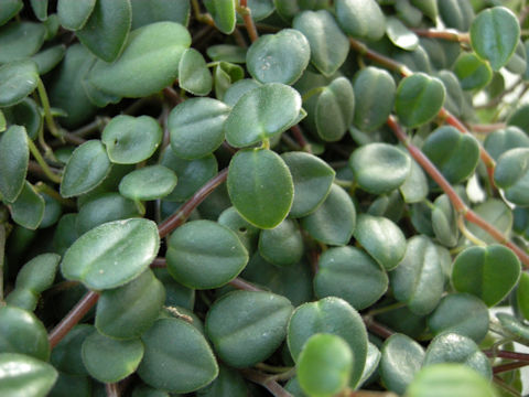 Peperomia sp.