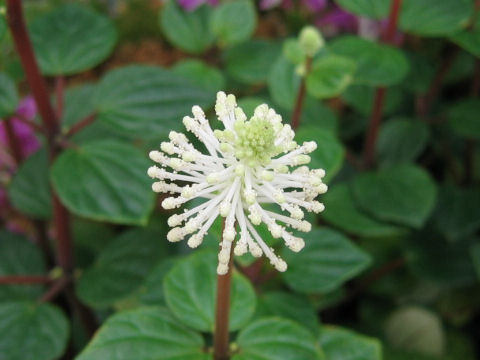 Peperomia fraseri