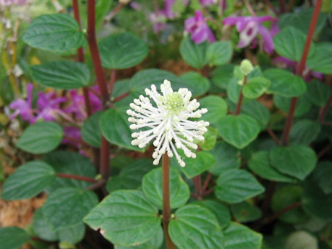 Peperomia fraseri